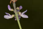 Sampson's snakeroot